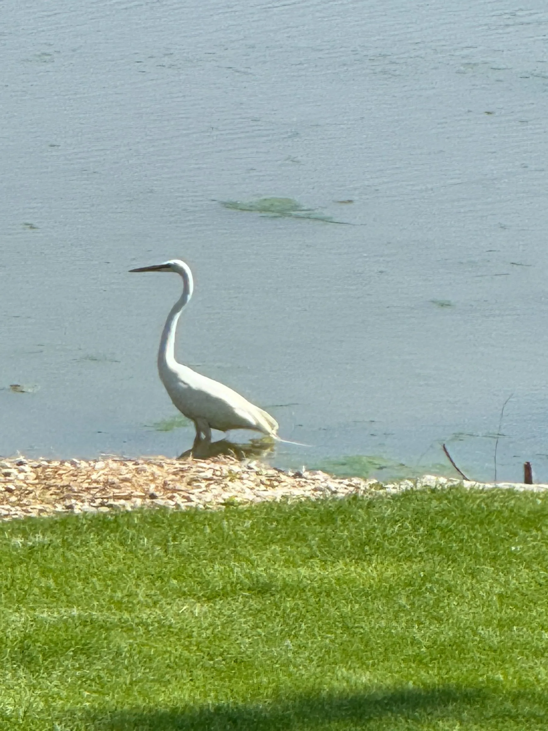 Great Egret