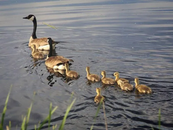 Canada Goose